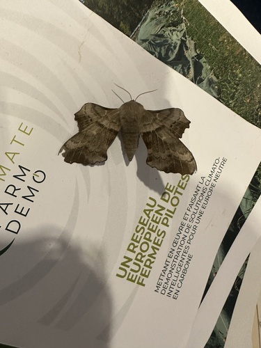Poplar Hawkmoth