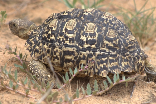 Leopard Tortoise