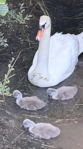 Mute Swan