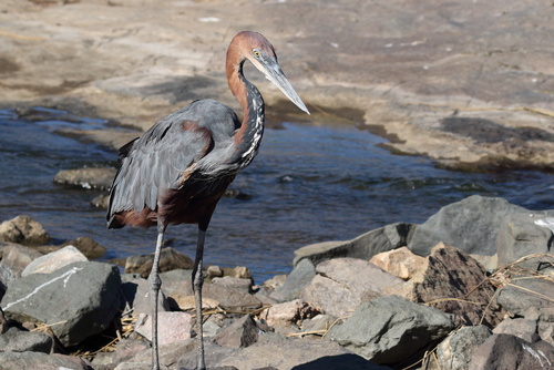 iNaturalist: (c) Vince Surics, some rights reserved (CC BY-NC), uploaded by Vince Surics iNaturalist image