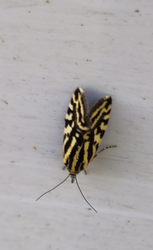 Spotted Sulphur