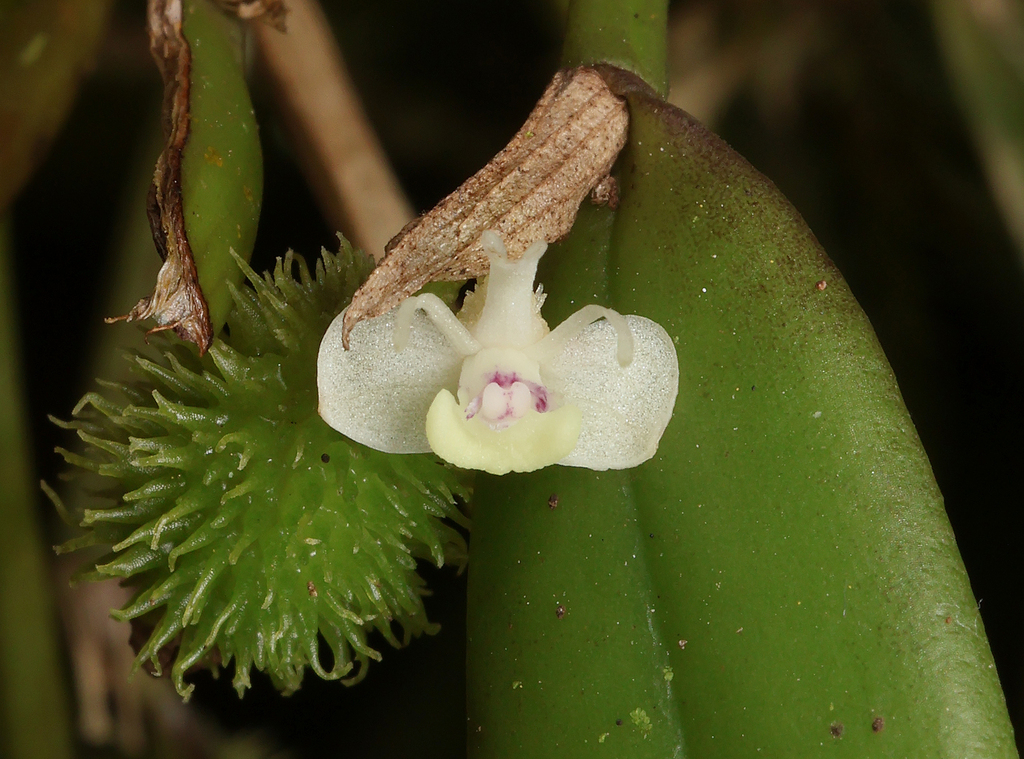 Dendrobium maidenianum Schltr. 2