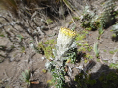 Lasiocephalus ovatus