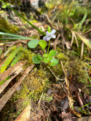 Viola kauaensis observed 2026-05-31