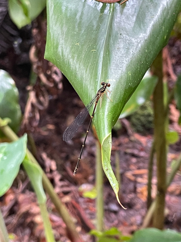Megalagrion adytum, 2026-05-31