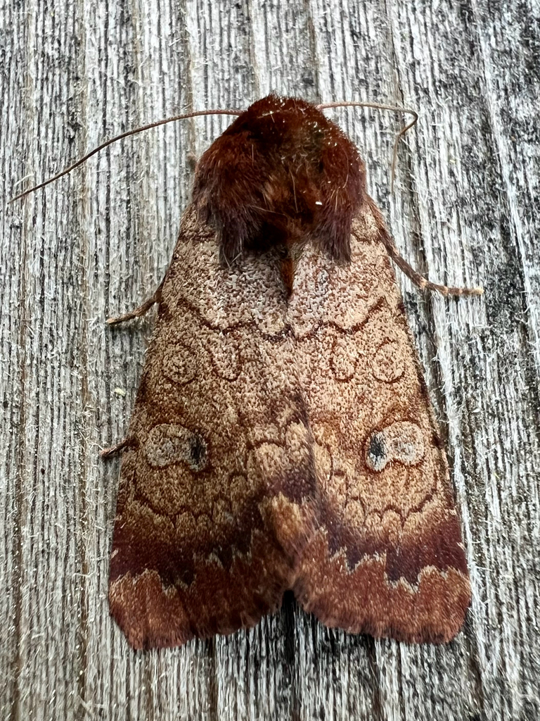 Rosewing Moth