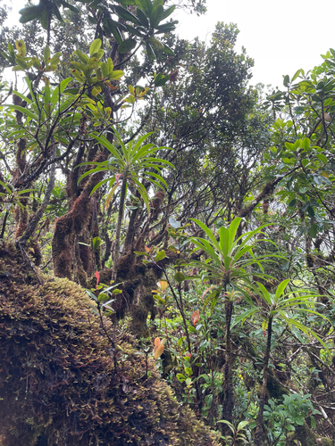 Trematolobelia kauaiensis observed 2026-05-31