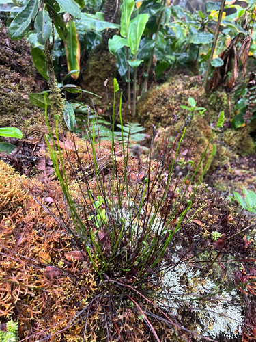 Microschizaea robusta observed 2026-05-31