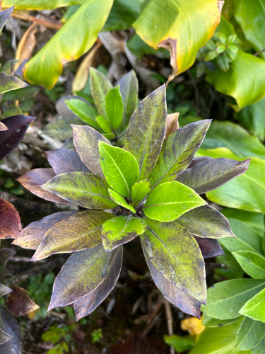 Scaevola glabra observed 2026-06-01