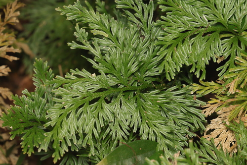 Selaginella longipinna, photograph 1