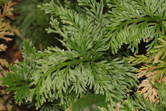 Selaginella longipinna, photograph (c) Lachlan Copeland, some rights reserved (CC BY-SA)