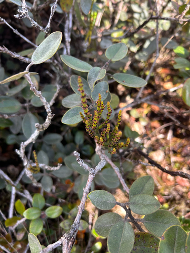 Korthalsella remyana observed 2026-06-01