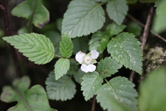 Rubus macilentus