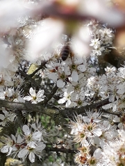 Apis mellifera