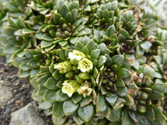 Eudema nubigena
