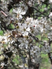 Apis mellifera