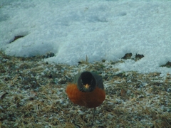 Turdus migratorius image