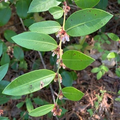 Lyonia mariana