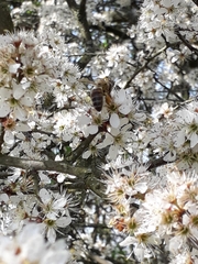 Apis mellifera