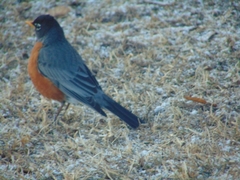 Turdus migratorius image