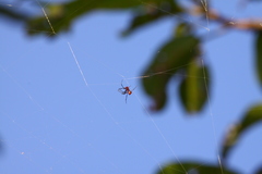 Argyrodes miniaceus