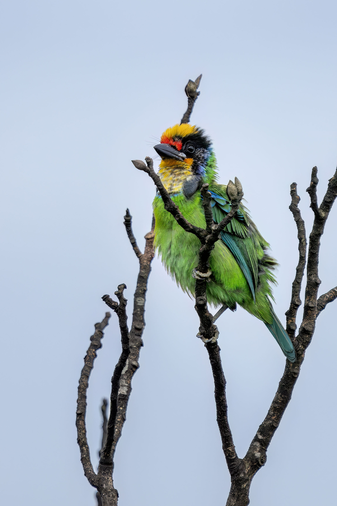 Necklaced Barbet (Psilopogon auricularis), photo 4