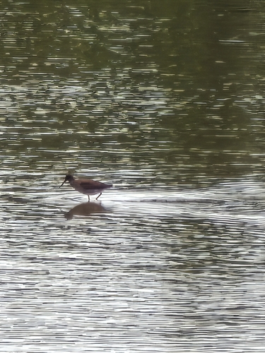 Common Redshank