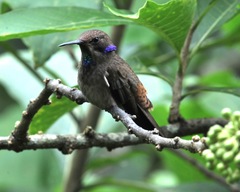 Colibri delphinae