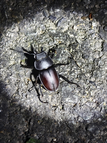 Neolucanus sinicus sinicus