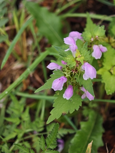 Spotted deadnettle