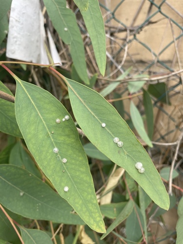 Red Gum Lerp Psyllid