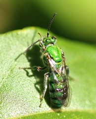 Pseudaugochlora