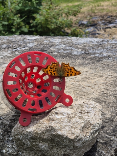European Comma