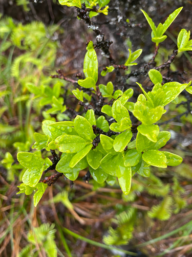 Wikstroemia oahuensis observed 2026-05-30