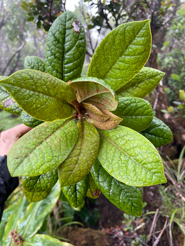 Pittosporum gayanum observed 2026-05-30