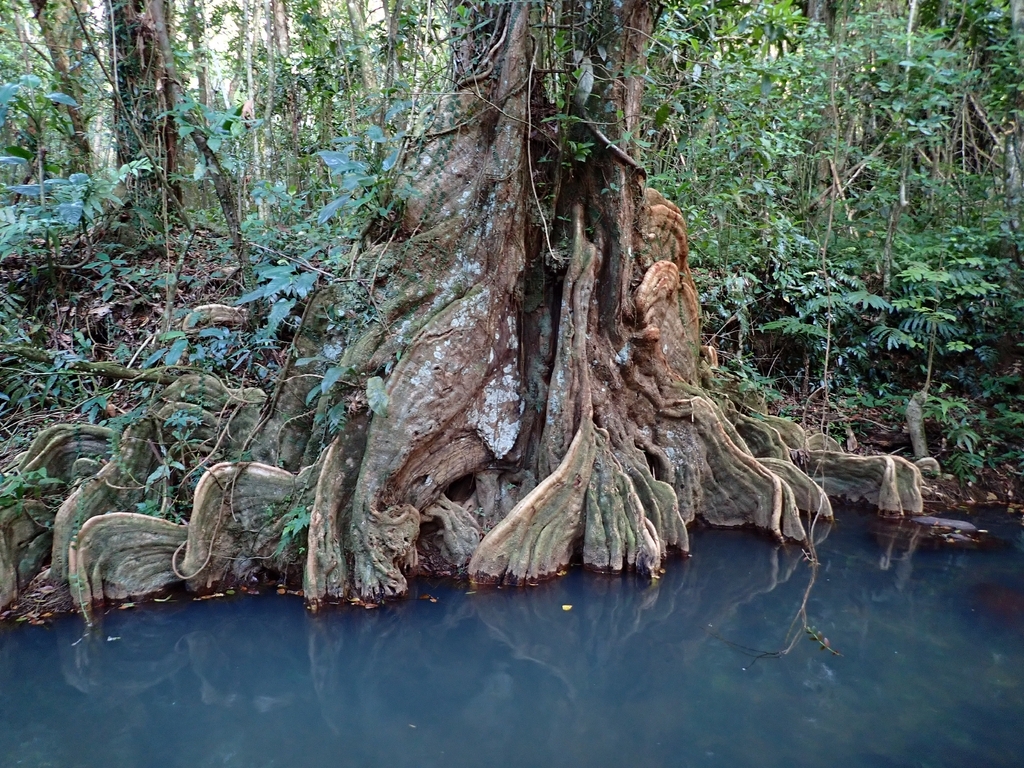 Pterocarpus officinalis; photograph (c) Kurt Miller, some rights reserved (CC BY-SA)