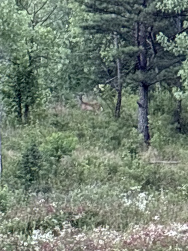 White-tailed Deer