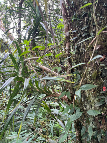 Freycinetia formosana, photograph 4