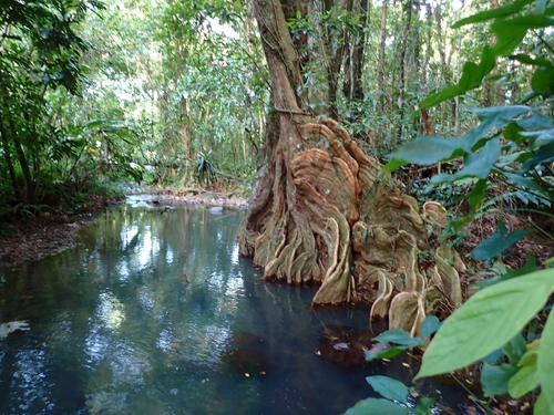 Pterocarpus officinalis, photograph 3