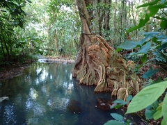 (c) Kurt Miller, some rights reserved (CC BY-SA) Pterocarpus officinalis, photograph (c) Kurt Miller, some rights reserved (CC BY-SA)