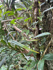 Freycinetia formosana, photograph author not stated, no rights reserved