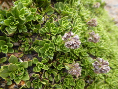 Valeriana alypifolia