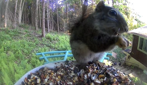 American Red Squirrel