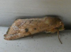 Helicoverpa armigera conferta