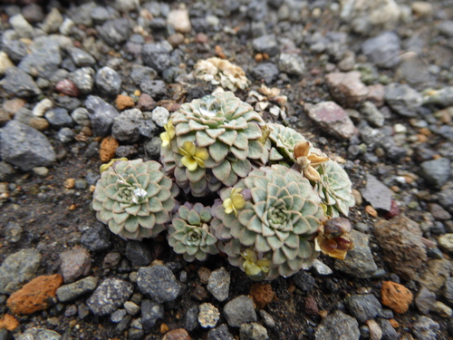 Viola polycephala