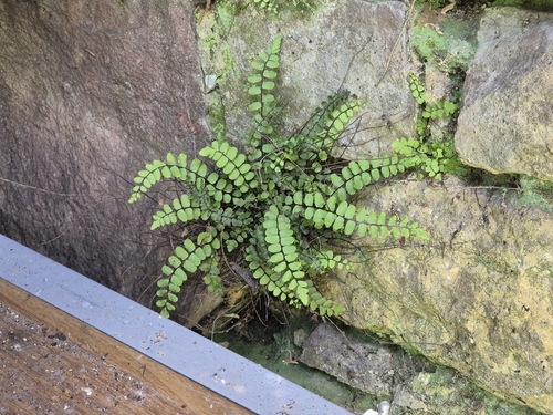 maidenhair spleenwort
