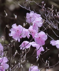Rhododendron pentaphyllum nikoense