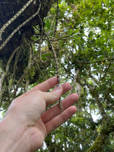 Dendrobium chameleon, photograph 4
