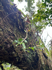 Dendrobium chameleon, photograph author not stated, no rights reserved