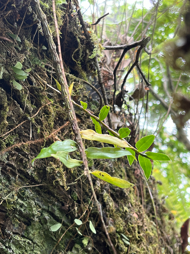 Dendrobium chameleon, photograph 1